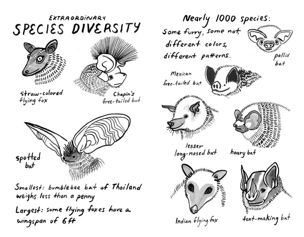 Bat Rhapsody | By Sonya Montenegro