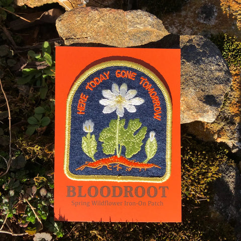 Bloodroot | Indigenous Plant Patch