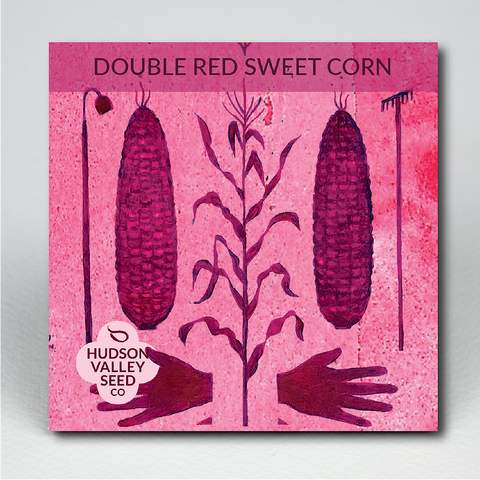 Double Red Sweet Corn Art Pack Seeds