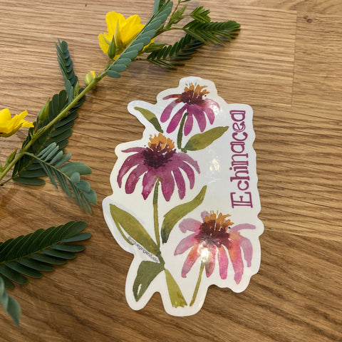 Echinacea/Coneflower | Native Plant Sticker