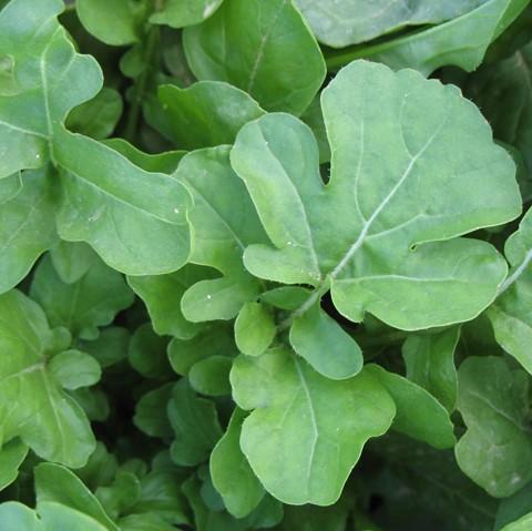 Arugula Art Pack Seeds
