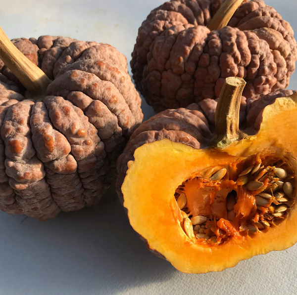 Black Futsu Squash Art Pack Seeds