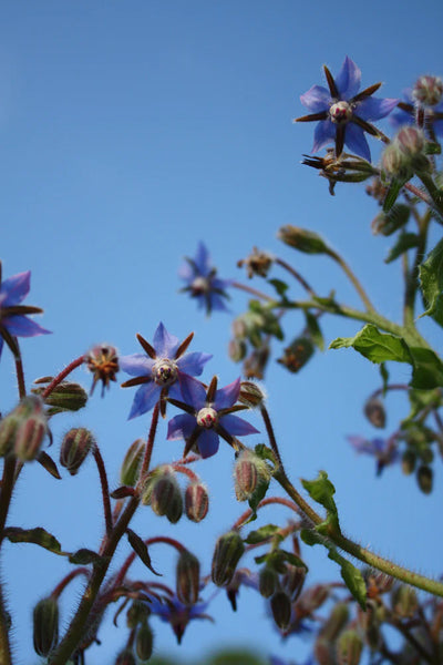 Borage Art Pack Seeds