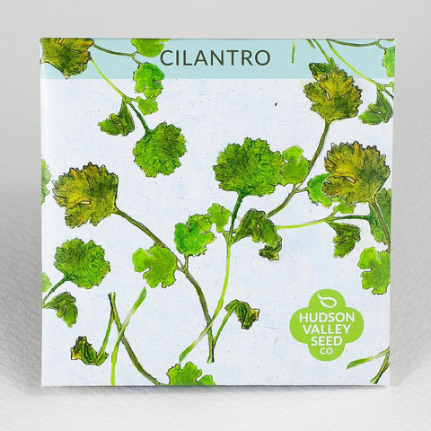 Cilantro Art Pack Seeds