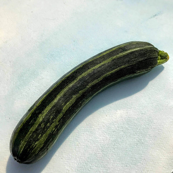 Cocozelle Zucchini Art Pack Seeds