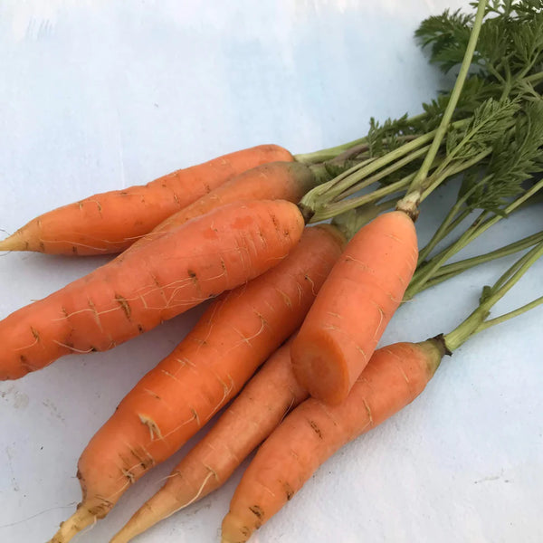 Danvers Carrot Art Pack Seeds