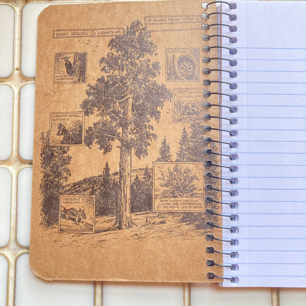 Hummingbirds | Pocket Coil Decomposition Book