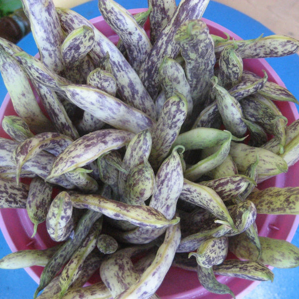 Dragon's Tongue Bush Bean Art Pack Seeds