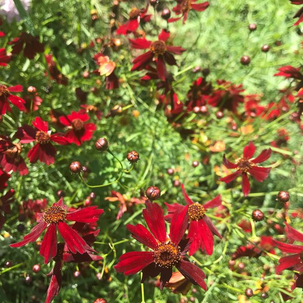 Dyer's Coreopsis Art Pack Seeds
