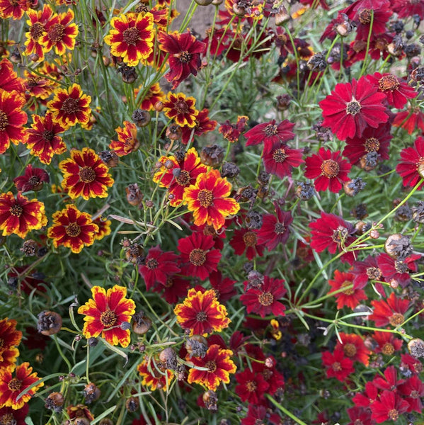 Dyer's Coreopsis Art Pack Seeds