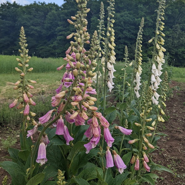 Foxglove Mix Art Pack Seeds