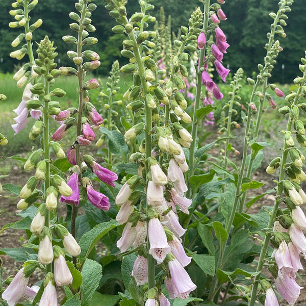 Foxglove Mix Art Pack Seeds