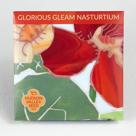 Glorious Gleam Nasturtium Art Pack Seeds