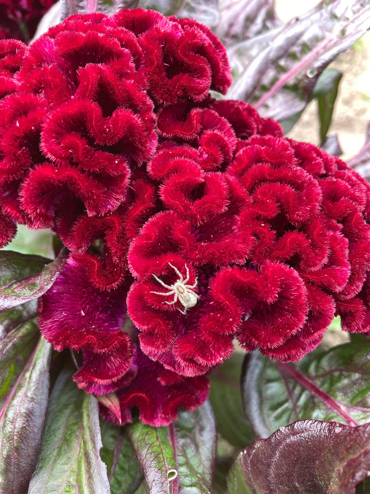 peace lily plant with pot Peace Lily Houseplant - Medium (15