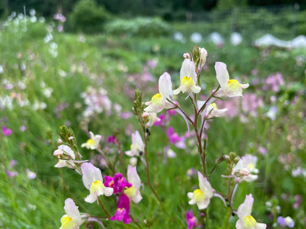 Northern Light Linaria Art Pack Seeds Packs