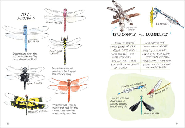 Insect Anatomy by Julia Rothman