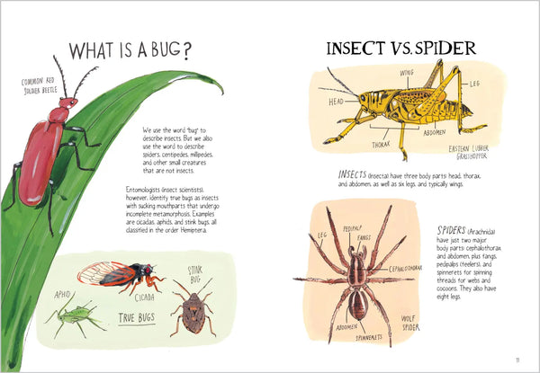 Insect Anatomy by Julia Rothman