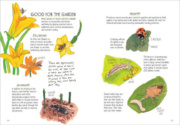 Insect Anatomy by Julia Rothman