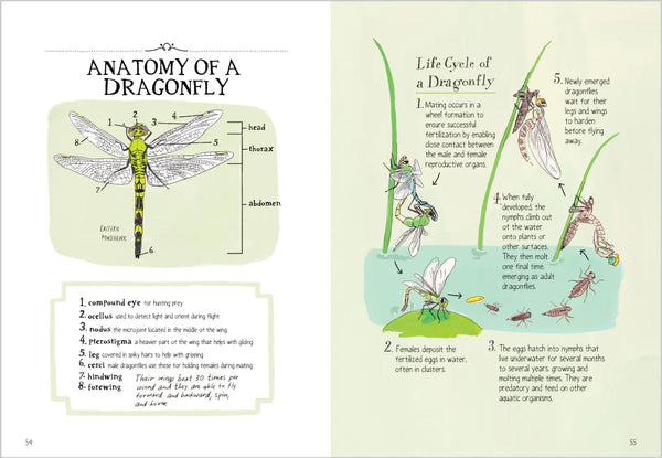 Insect Anatomy by Julia Rothman