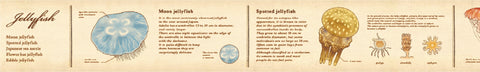 Jellyfish Encyclopedia EX Series | MT Washi Tape