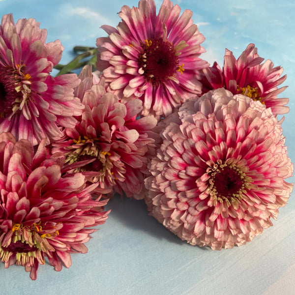 Mazurkia Zinnia Art Pack Seeds