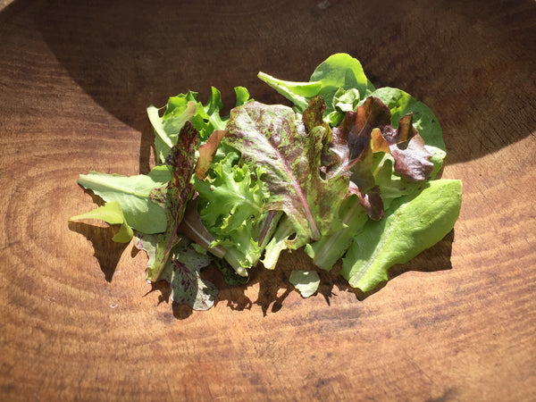 Metta Lettuce Mix Art Pack Seeds