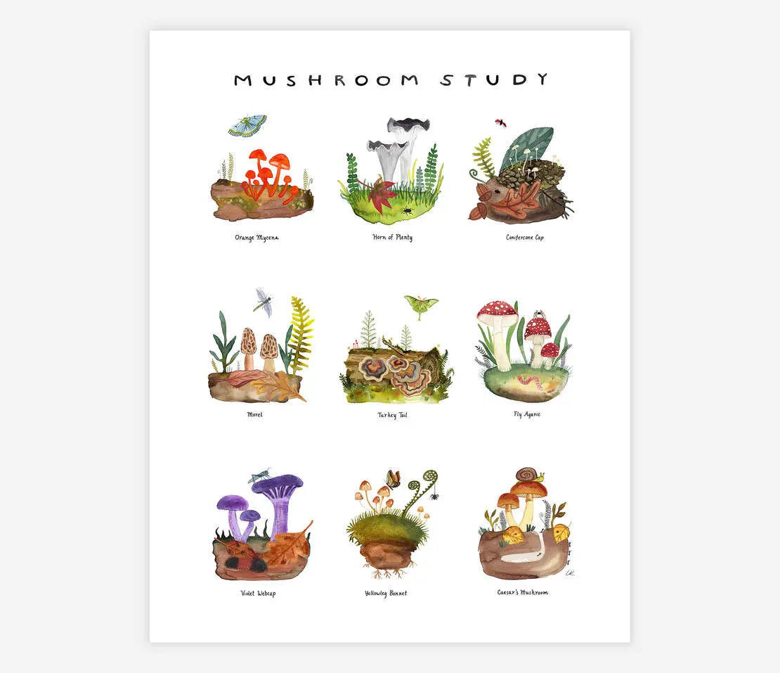 Mushroom Study | Archival Art Print