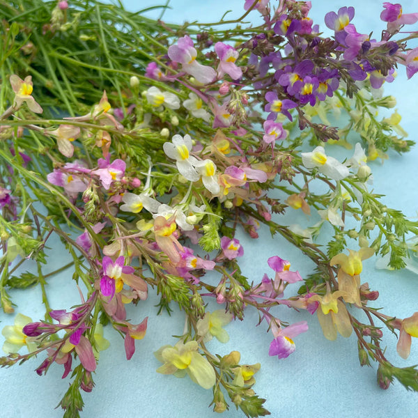 Northern Light Linaria Art Pack Seeds Packs