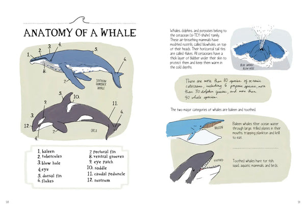 Ocean Anatomy by Julia Rothman