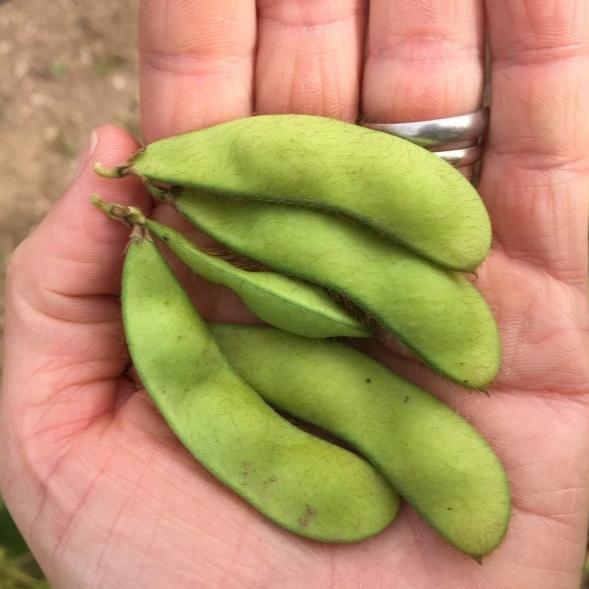 Panther Edamame Soybean Art Pack Seeds