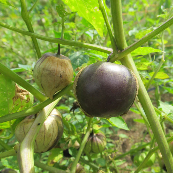 Purple Tomatillo Art Pack Seeds