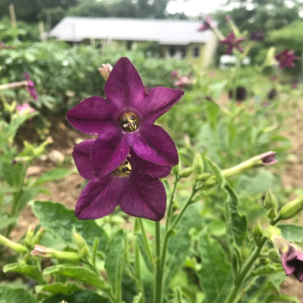 nicotiana plant seeds Purple Perfume Nicotiana