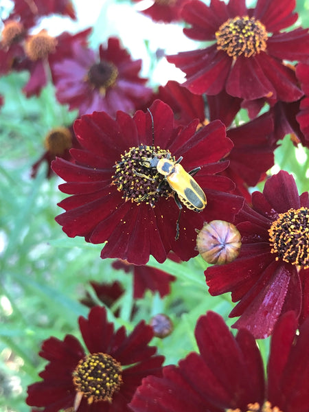 Dyer's Coreopsis Art Pack Seeds