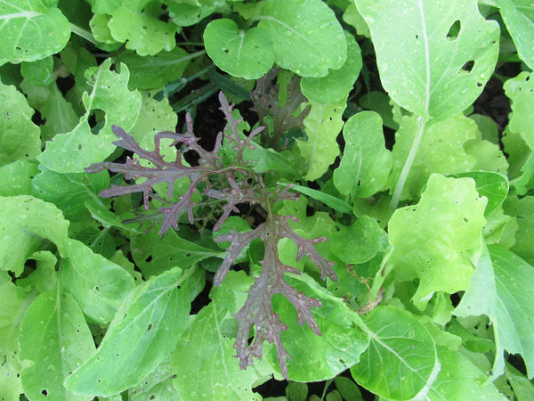 Salad Savor Mix Art Pack Seeds