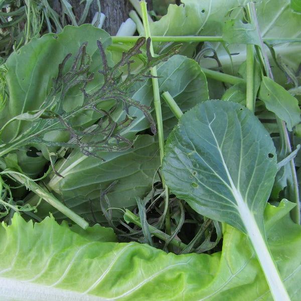 Salad Savor Mix Art Pack Seeds