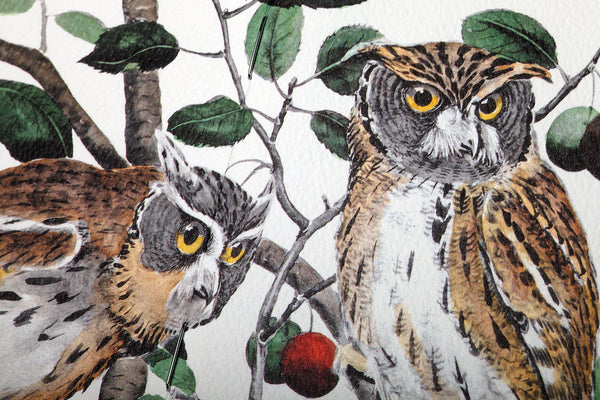 Birds and Trees of North America - Pack A | Field Notes Memo Book