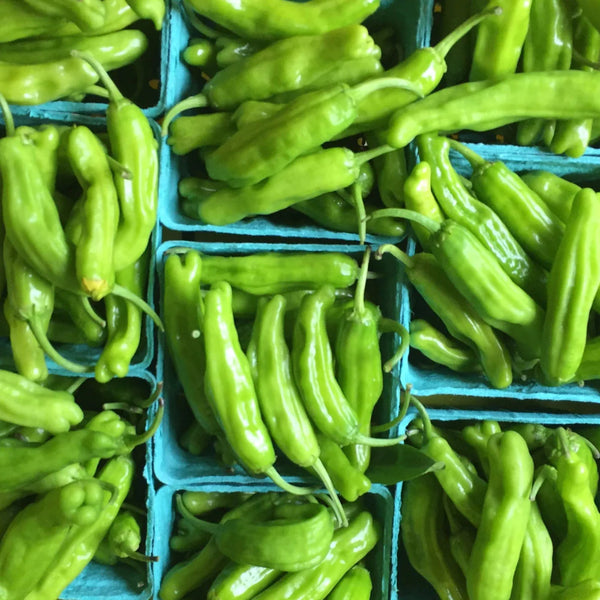 Shishito Pepper Art Pack Seeds