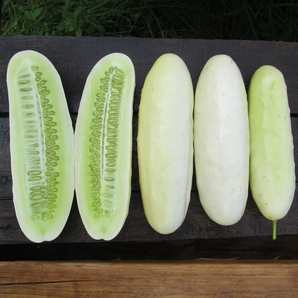 Silver Slicer Cucumber Art Pack Seeds