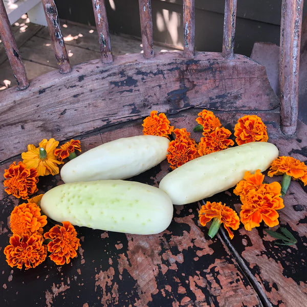 Silver Slicer Cucumber Art Pack Seeds
