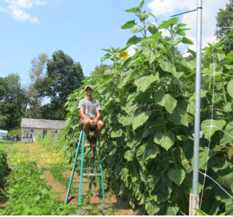 Skyscraper Sunflower Seeds Art Pack