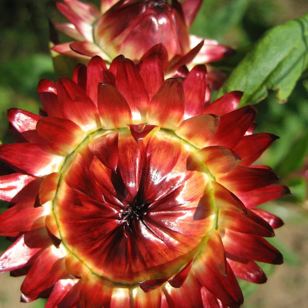Strawflower Art Packs Seeds