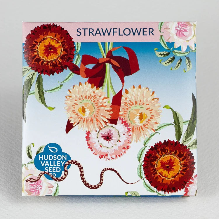 Strawflower Art Packs Seeds