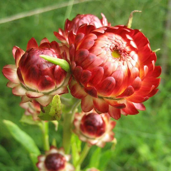 Strawflower Art Packs Seeds
