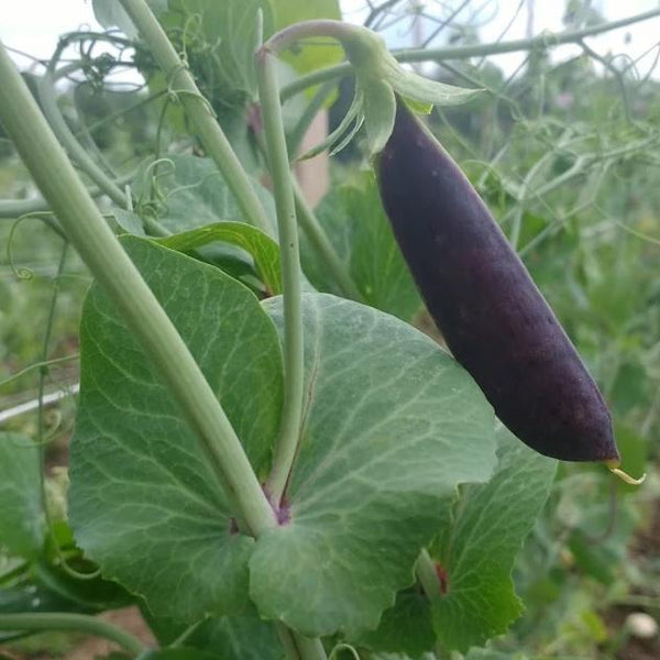 Sugar Magnolia Snap Pea Art Pack Seeds