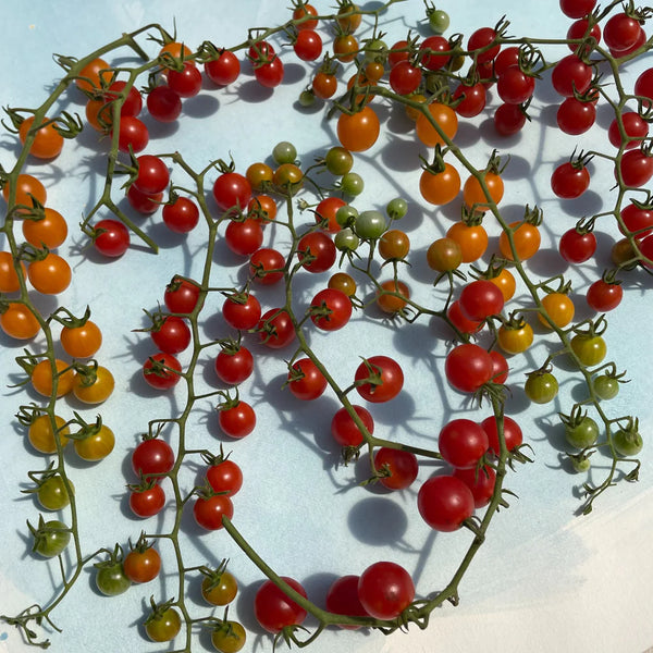 Sweet Pea Currant Tomato Art Pack Seeds