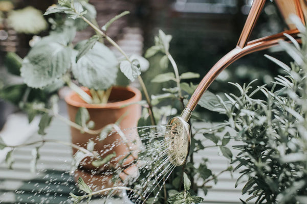 The Rowley Ripple Watering Can | Two Pint Copper