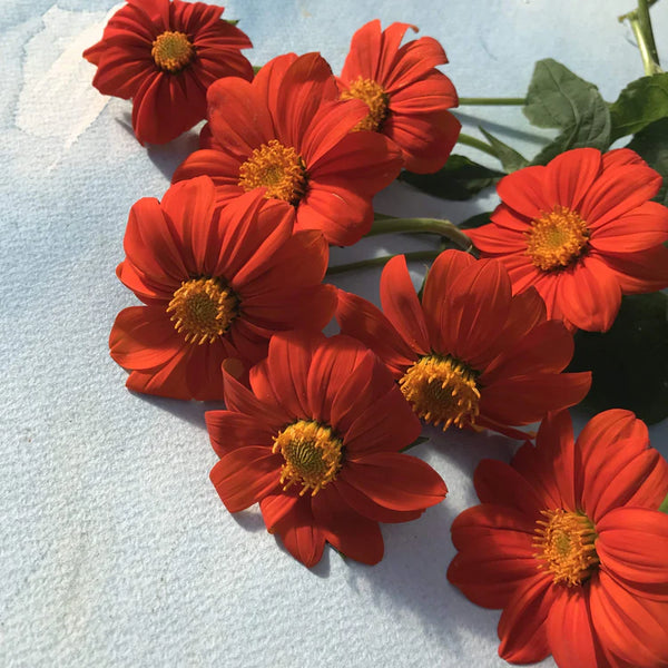 Torch Tithonia Art Pack Seeds