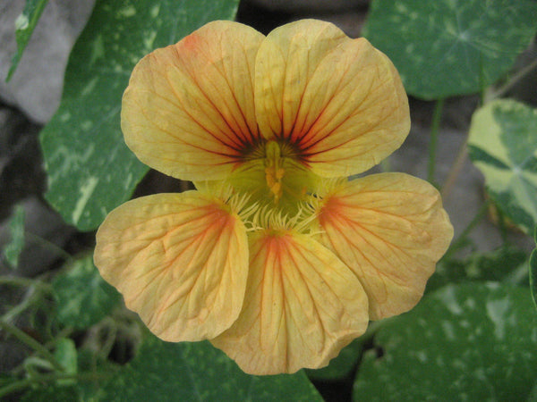 Variegated Nasturtium Art Pack Seeds