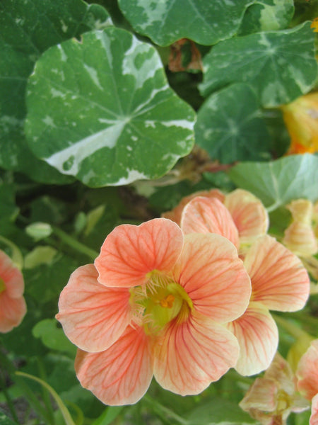 Variegated Nasturtium Art Pack Seeds