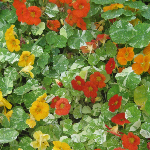 Variegated Nasturtium Art Pack Seeds